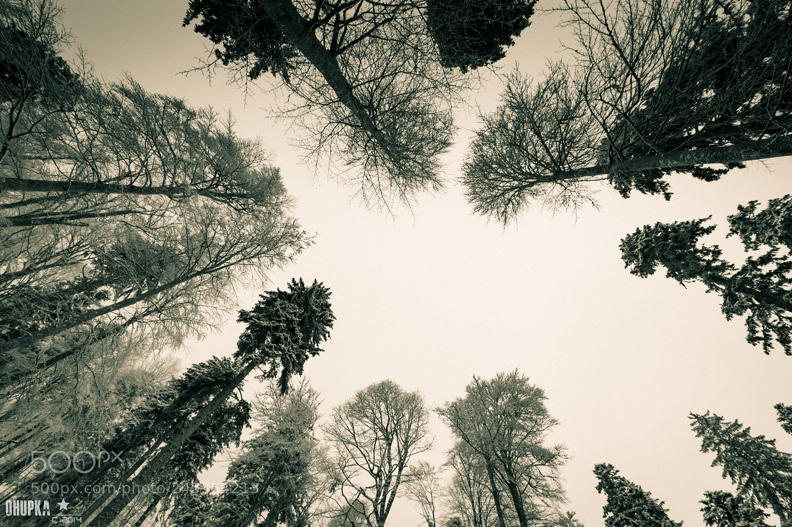 Nikon D7200 sample photo. Clearing in the woods photography