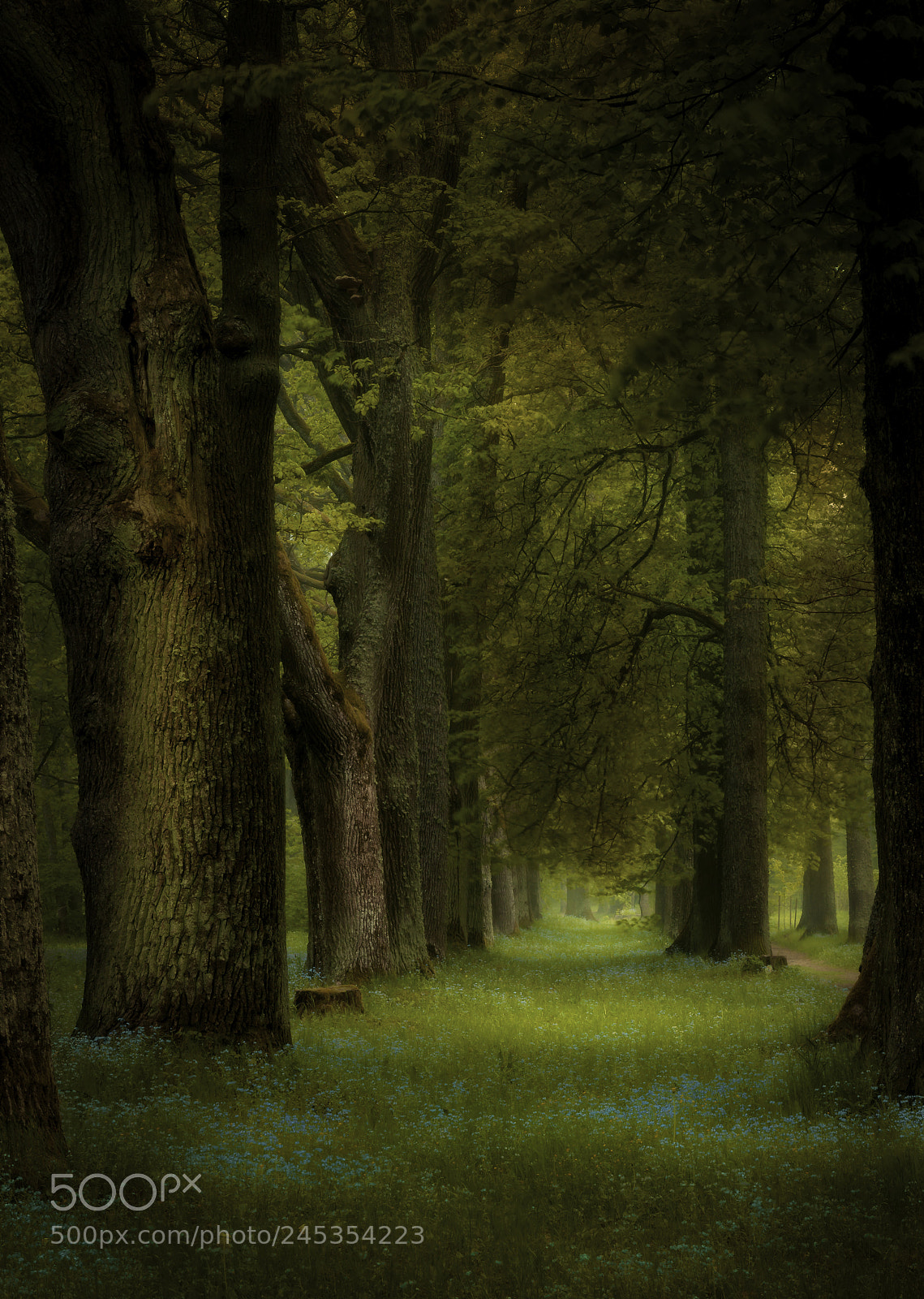 Canon EOS 40D sample photo. Outdoor scape ,tree alley photography