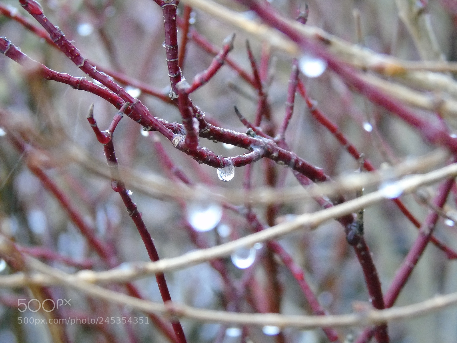 Sony Cyber-shot DSC-H400 sample photo. Water droplets on red photography
