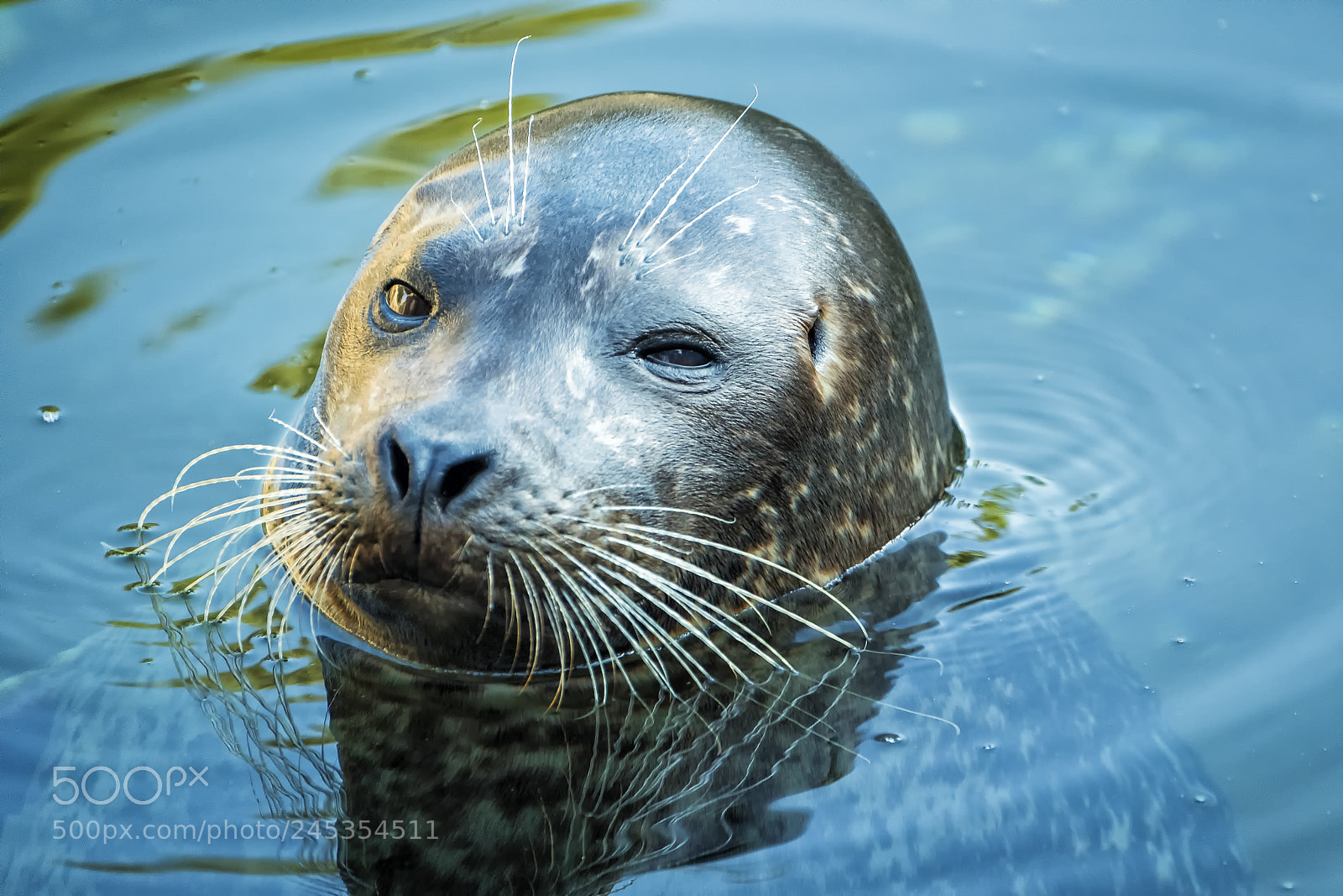 Fujifilm X-T2 sample photo. Chaffee zoo harbor seal photography