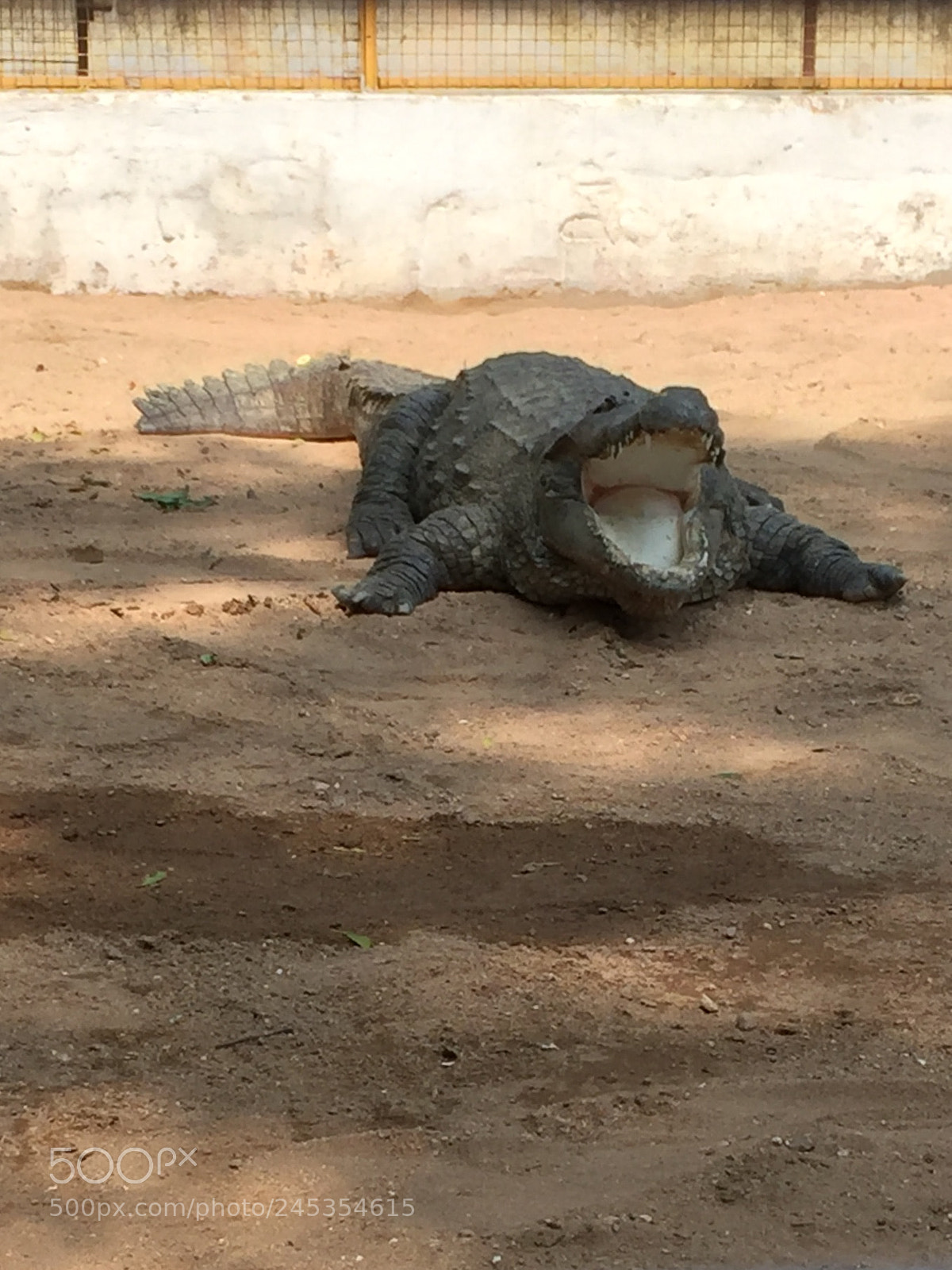 Apple iPhone 6 sample photo. Amaravati dam crocodile park photography