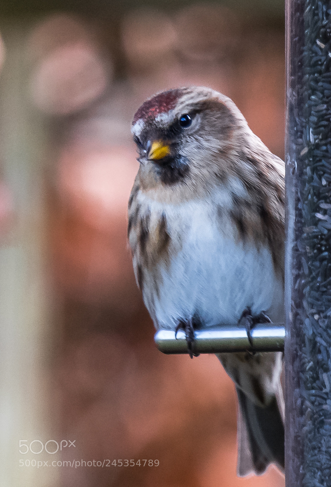Nikon D850 sample photo. Female lesser redpoll photography