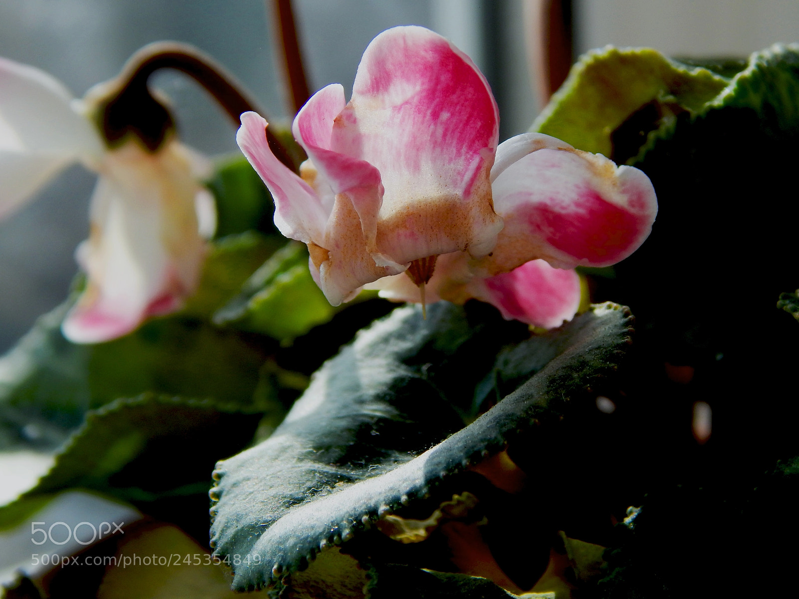 Nikon Coolpix L820 sample photo. Winter flowers photography