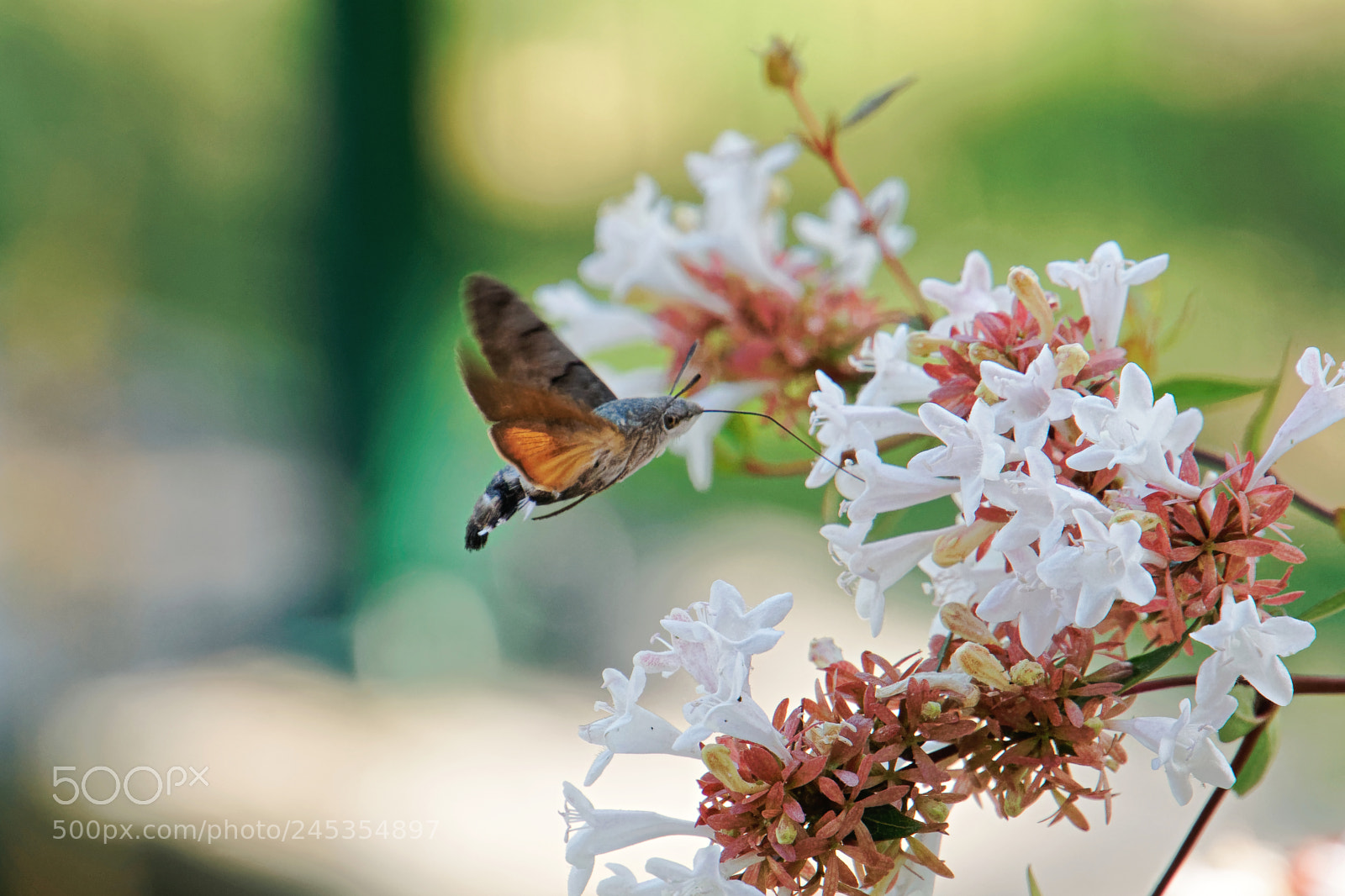 Sony a6000 sample photo. Hummingbird hawkmoth freezed in photography