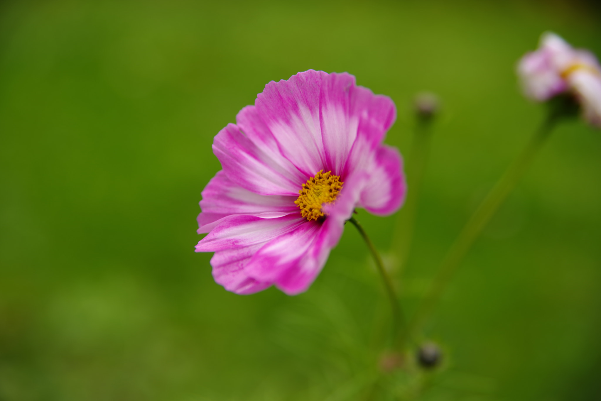 Pentax K-1 sample photo. Cosmos photography