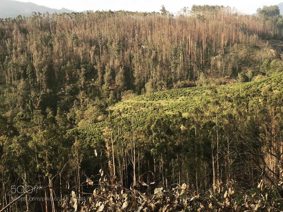Apple iPhone 6 sample photo. Find elephant from this photography