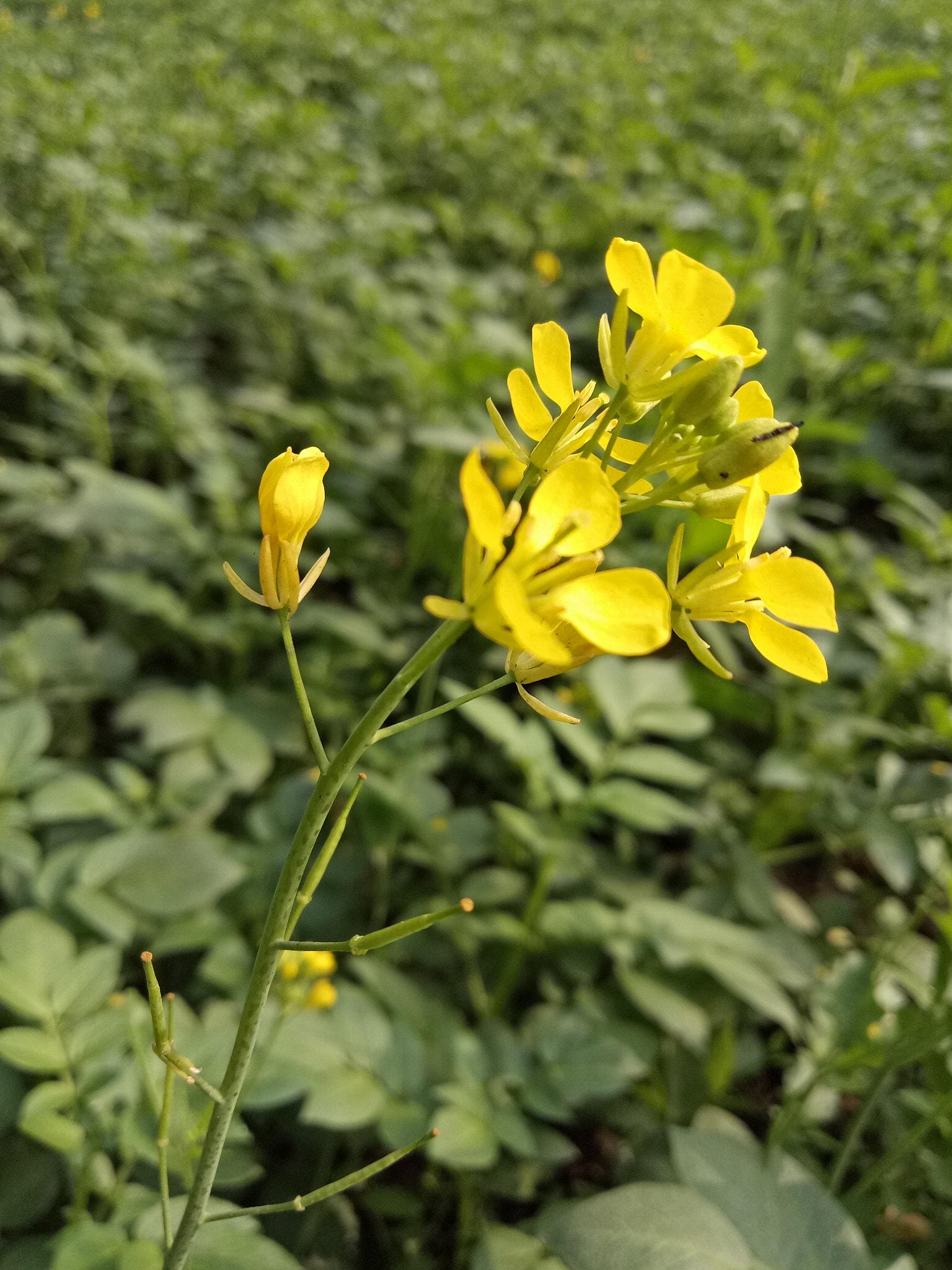 OPPO CPH1609 sample photo