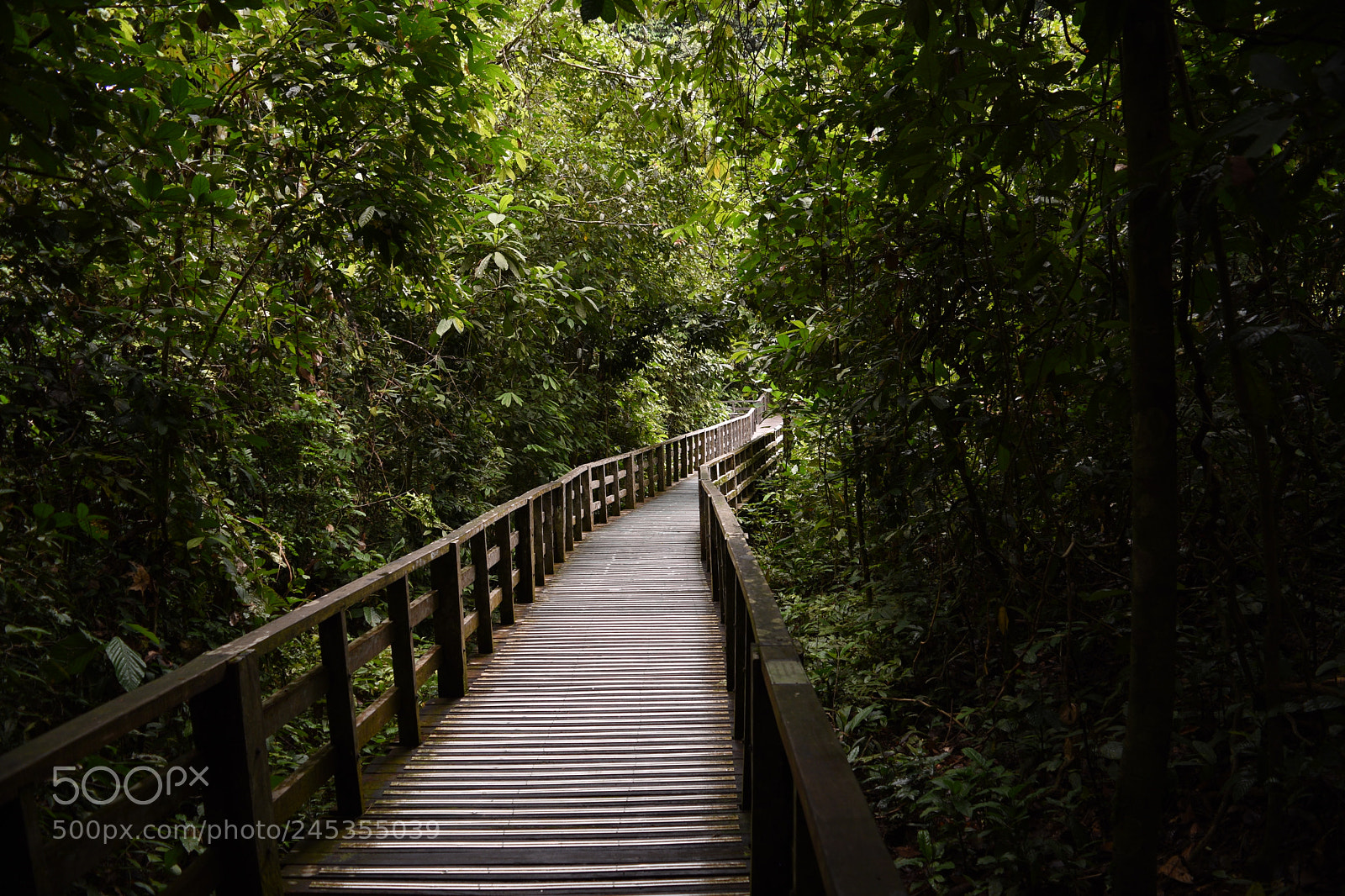 Nikon D5500 sample photo. Willingly lost photography