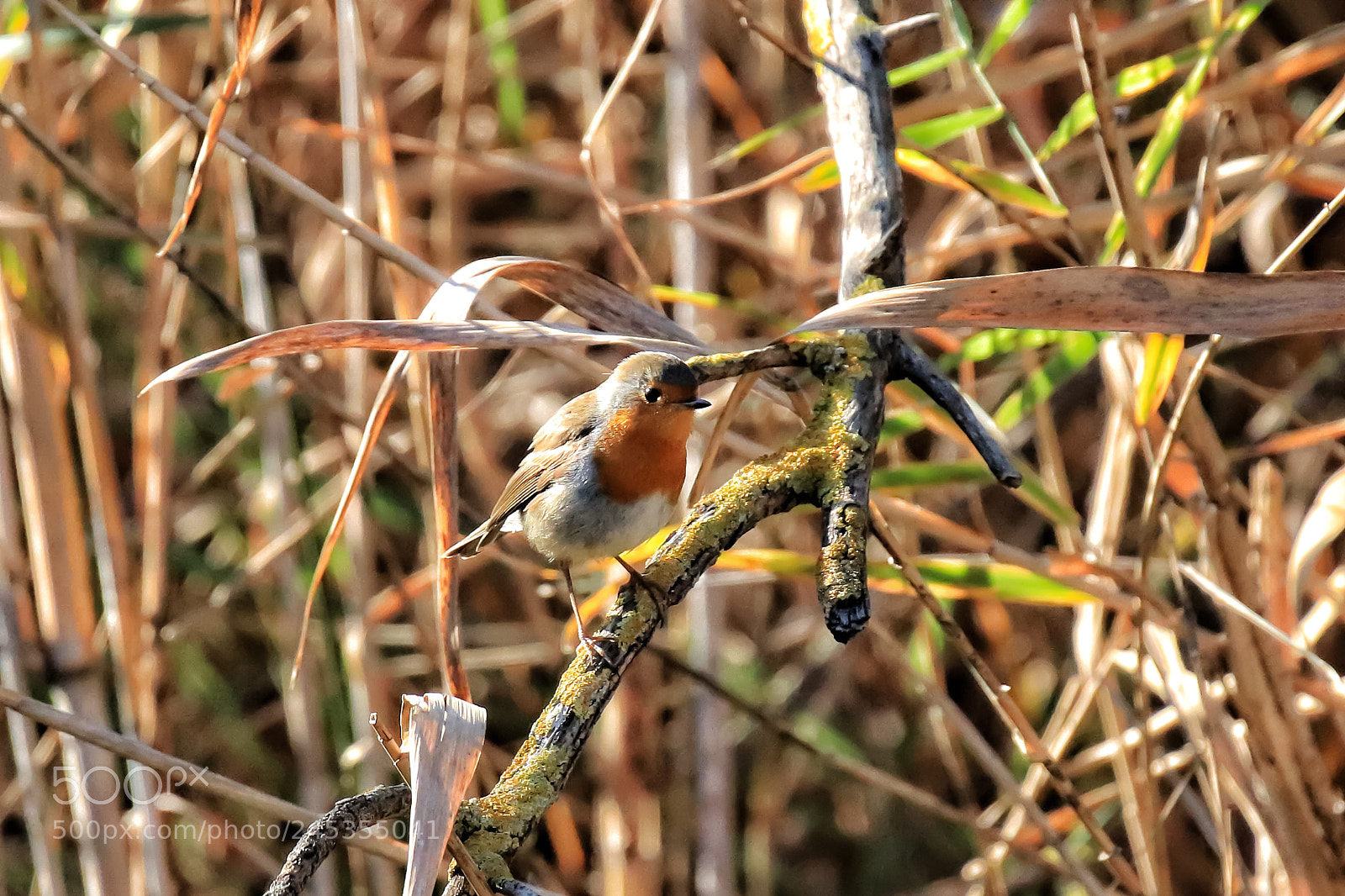 Canon EOS 77D (EOS 9000D / EOS 770D) sample photo. The art of nature photography