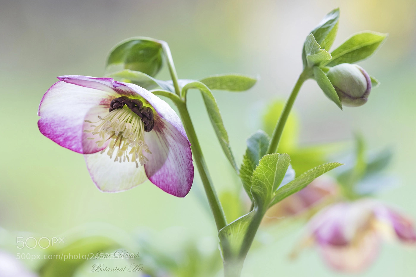 Canon EOS 7D Mark II sample photo. Hellebore photography
