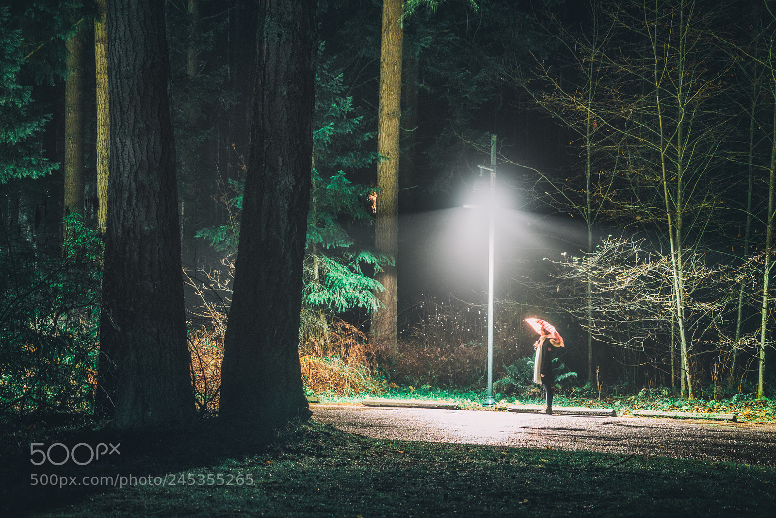 Sony a7R II sample photo. Forest dream photography