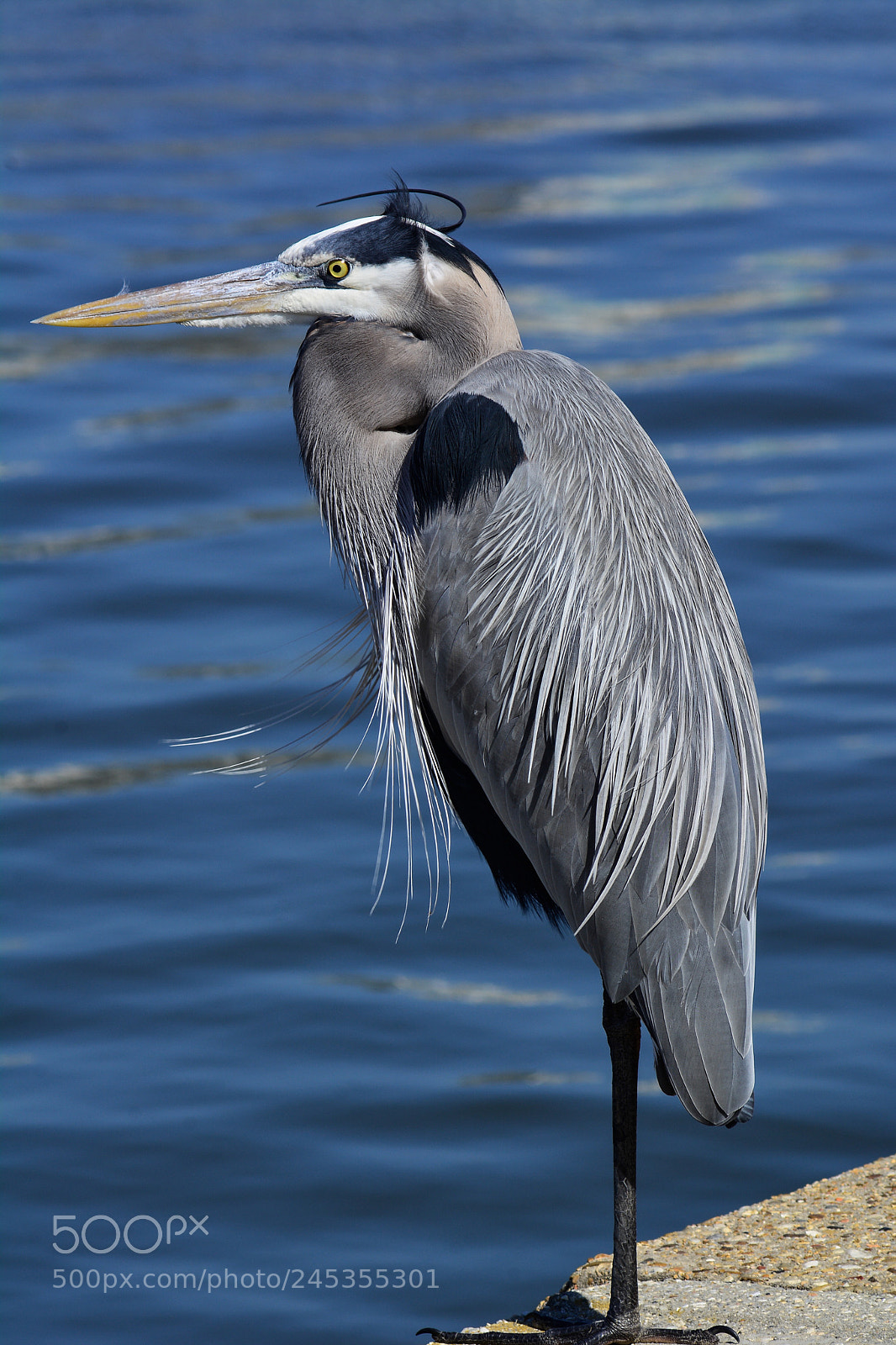 Nikon D7100 sample photo. Great blue heron photography