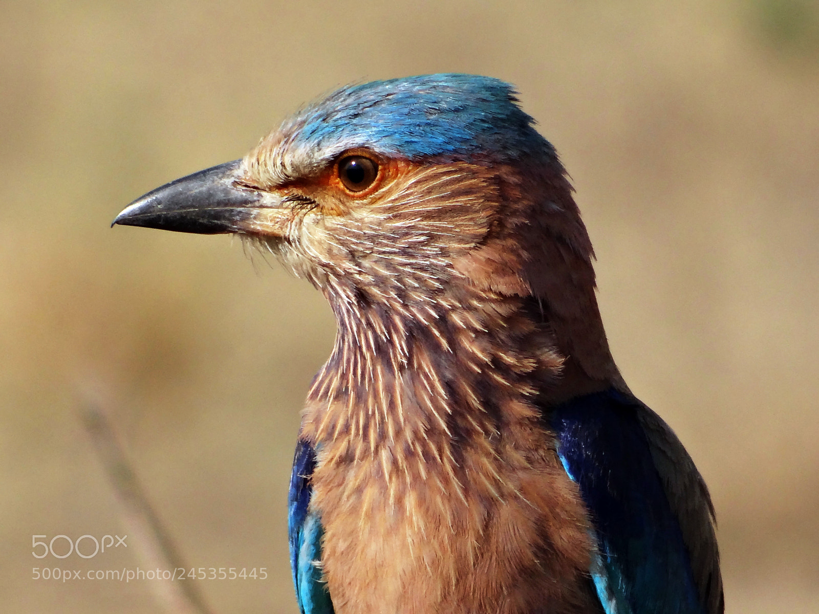 Sony DSC-HX200V sample photo. Indian roller photography
