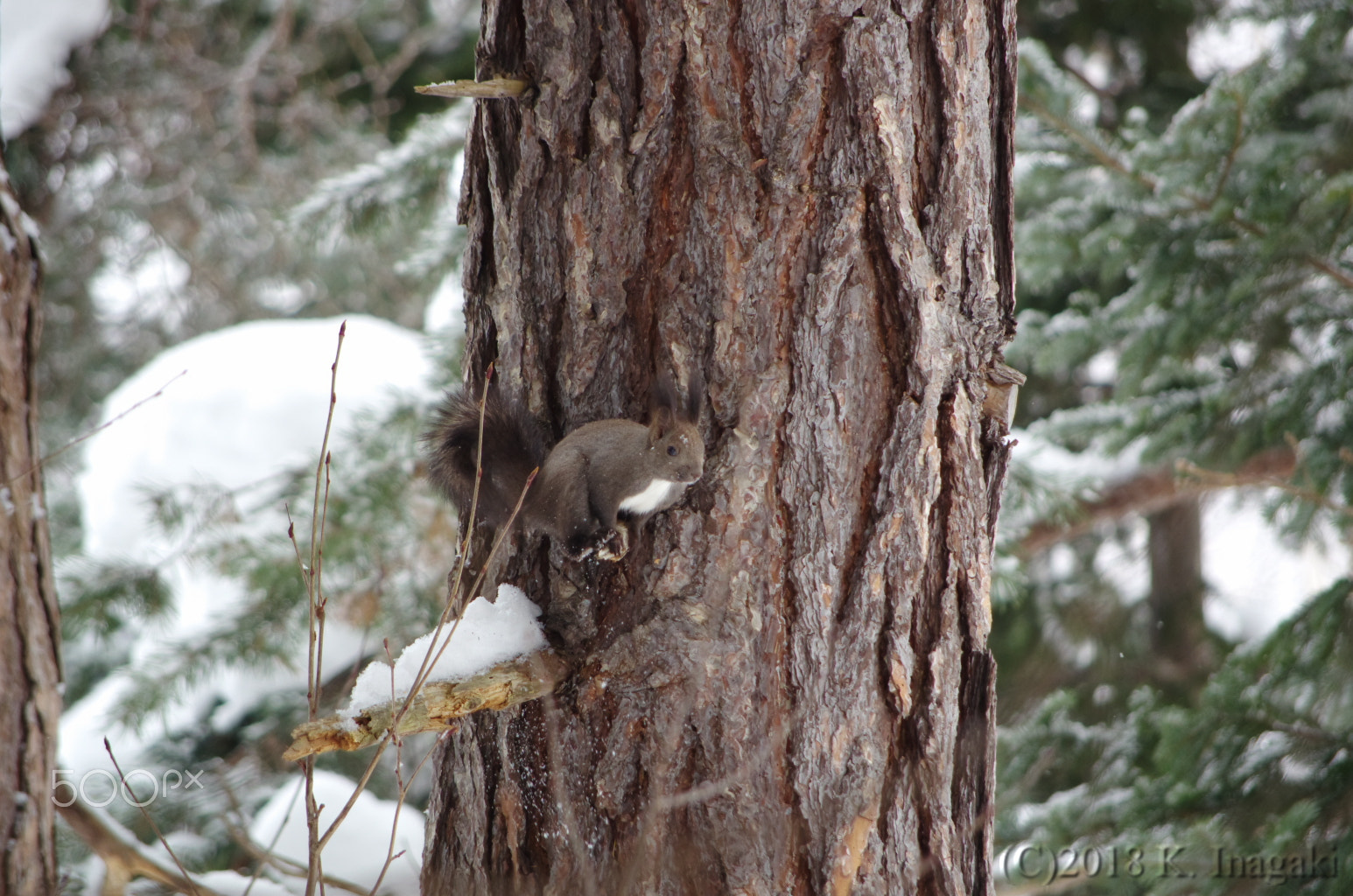 Pentax K-5 + Pentax smc DA 50-200mm F4-5.6 ED sample photo. Witch or ninja? photography