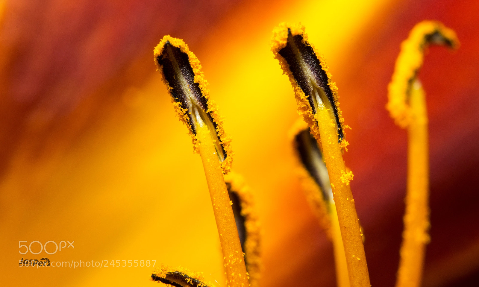 Nikon D7200 sample photo. Flower photography