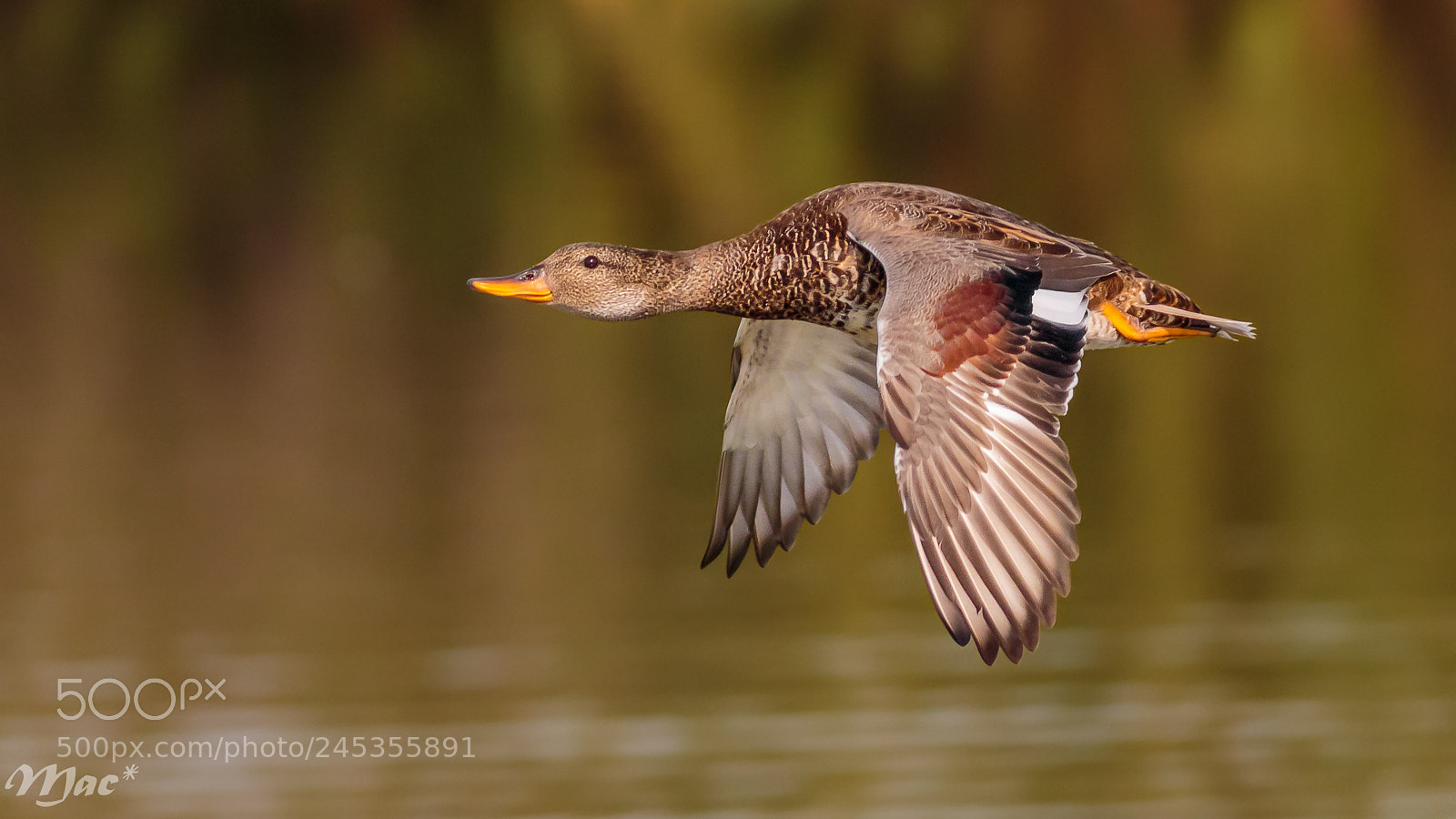 Canon EOS 7D Mark II sample photo. Fly by photography