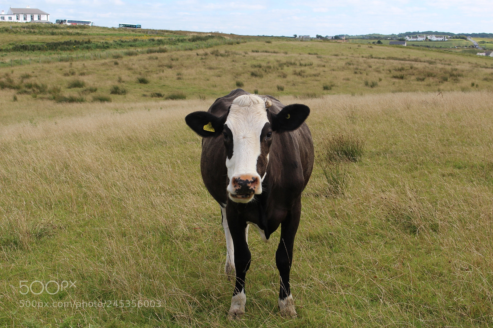 Canon EOS 100D (EOS Rebel SL1 / EOS Kiss X7) sample photo. Cow in ireland photography