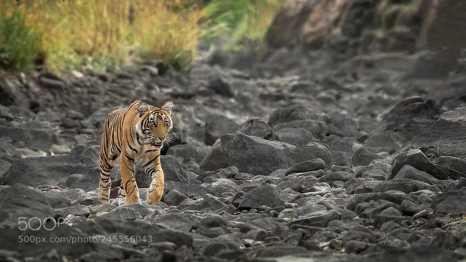 Nikon D500 sample photo. Noor's cub photography