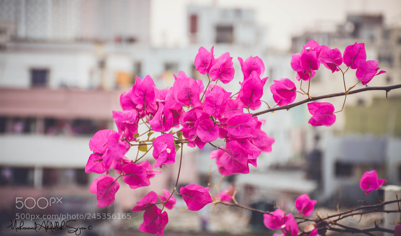 Nikon D7100 sample photo. Rooftop flower photography
