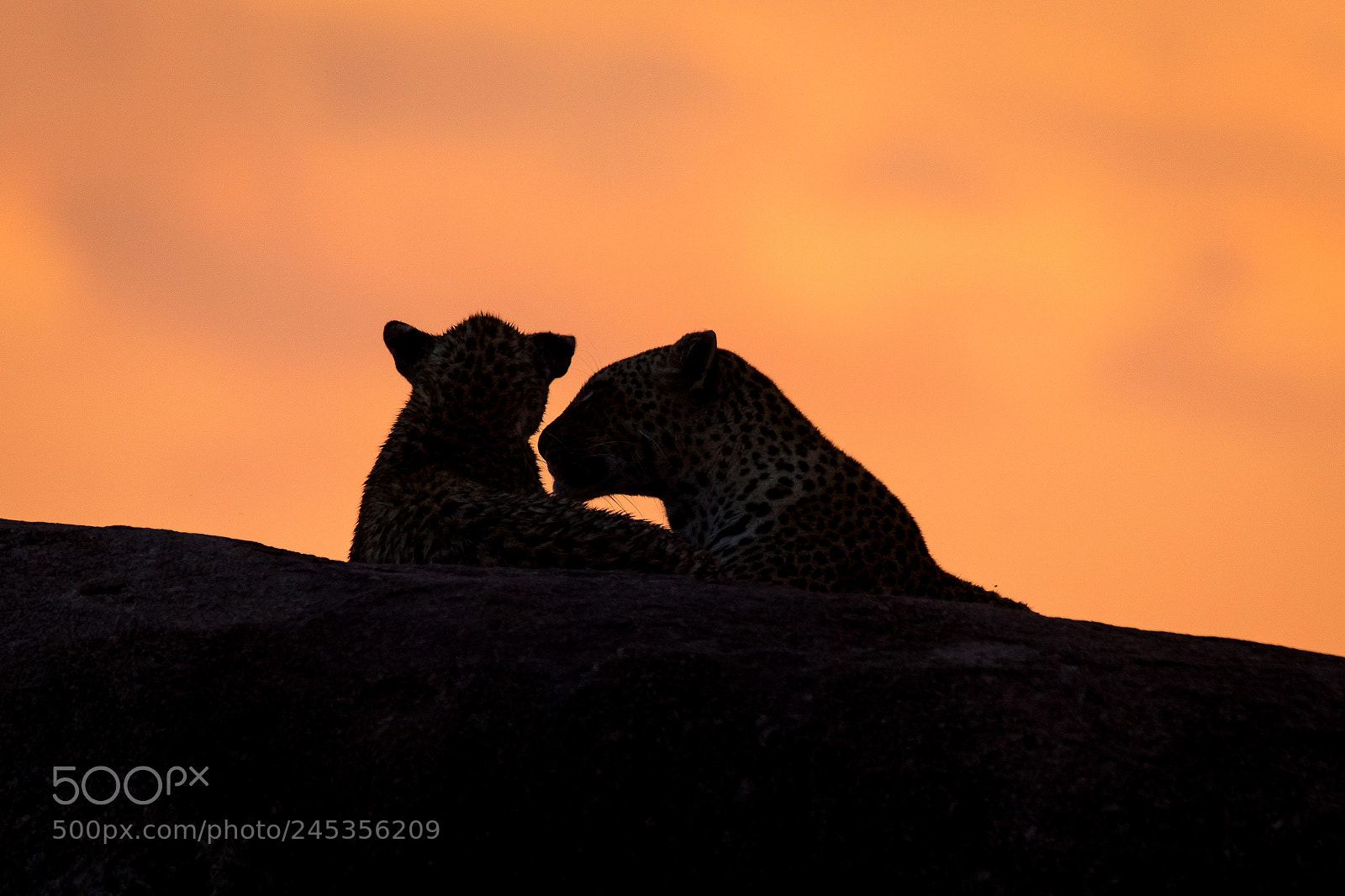 Canon EOS 7D Mark II sample photo. Tanzania - serengeti photography