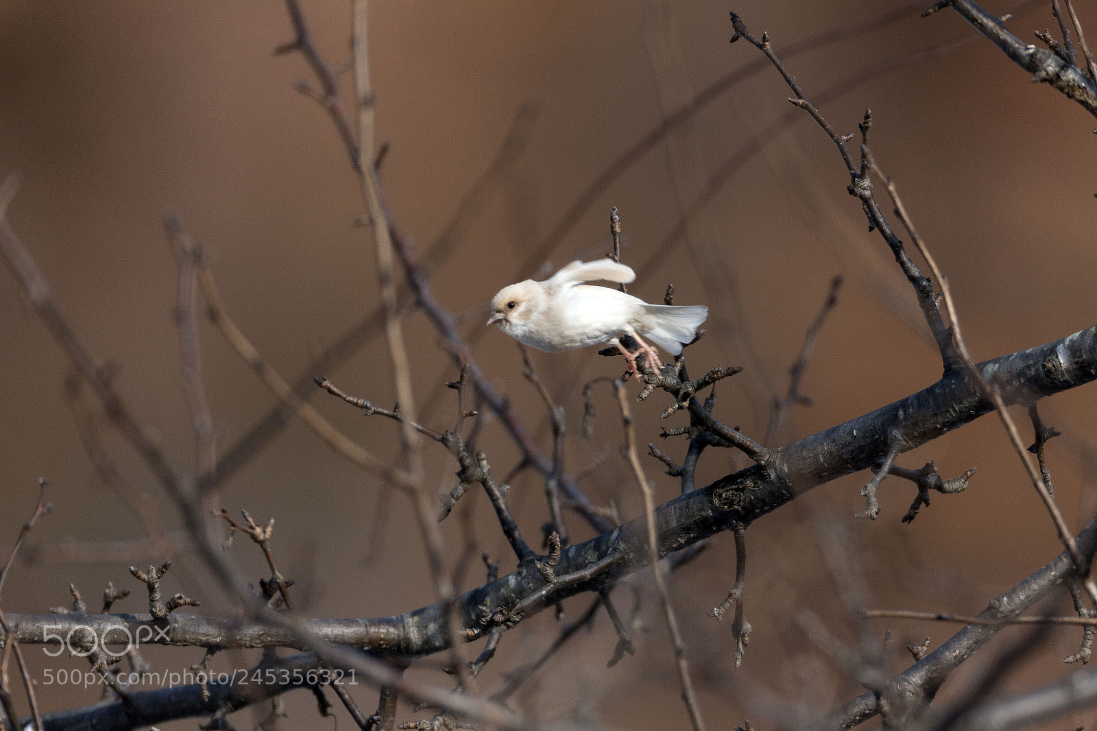 Canon EOS-1D X sample photo. Tree sparrow photography