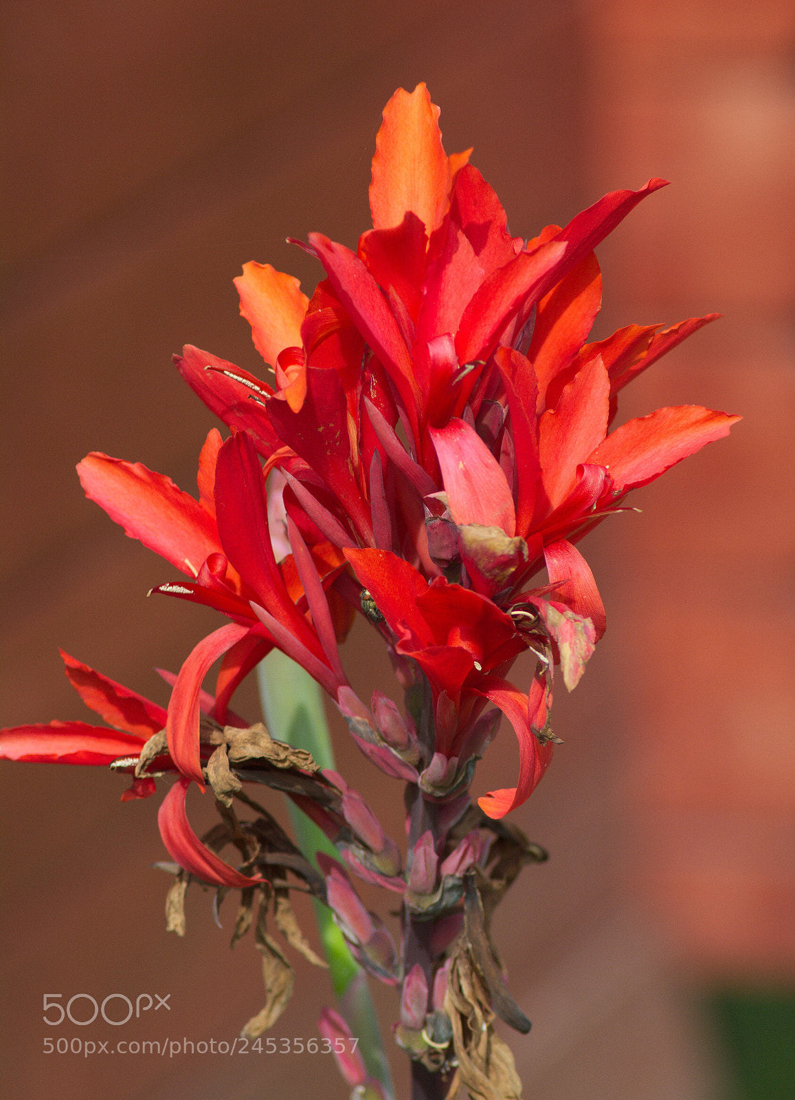 Nikon D5200 sample photo. Canna4 photography