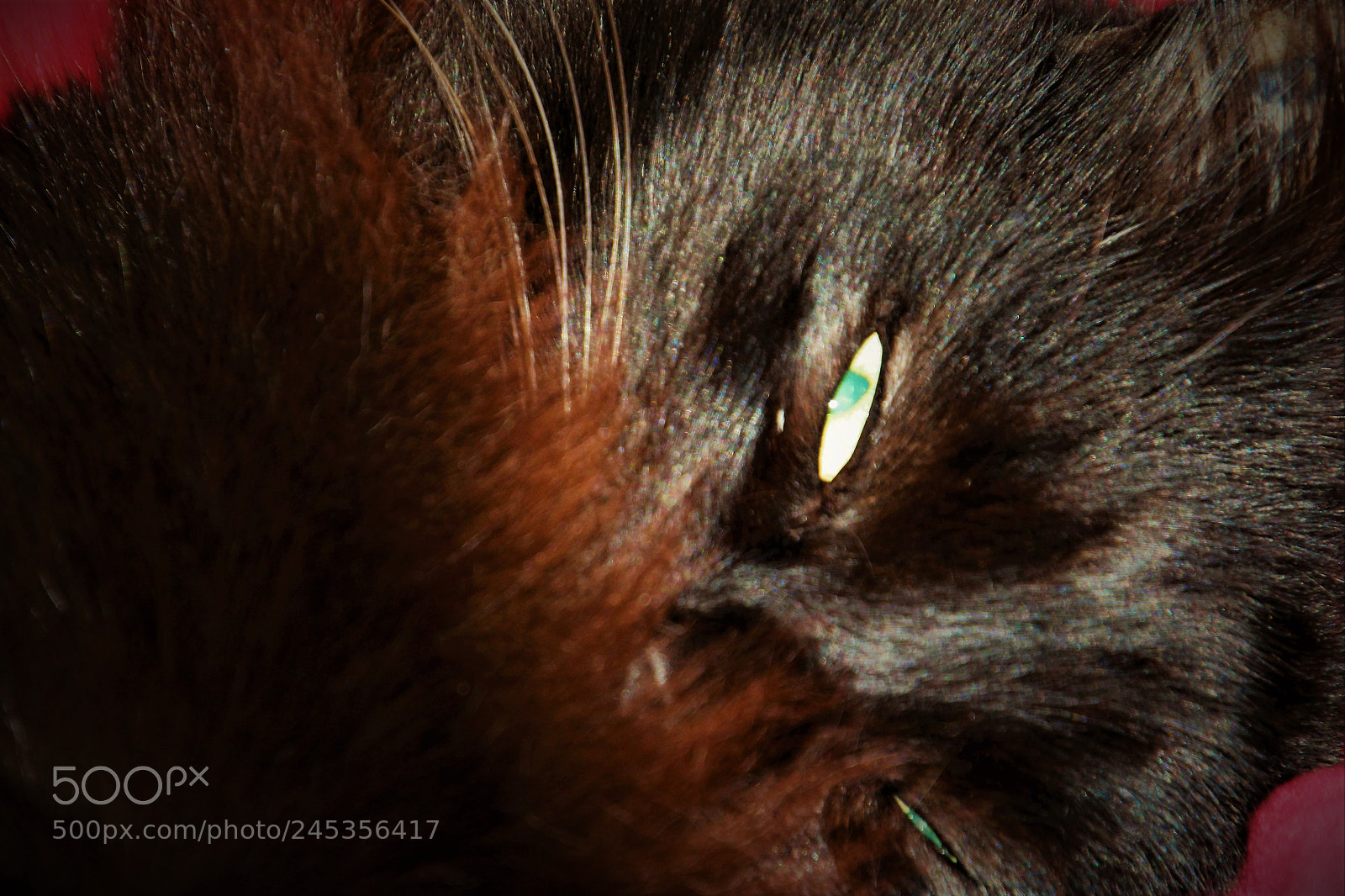 Canon EOS 1300D (EOS Rebel T6 / EOS Kiss X80) sample photo. Eye of cat () photography