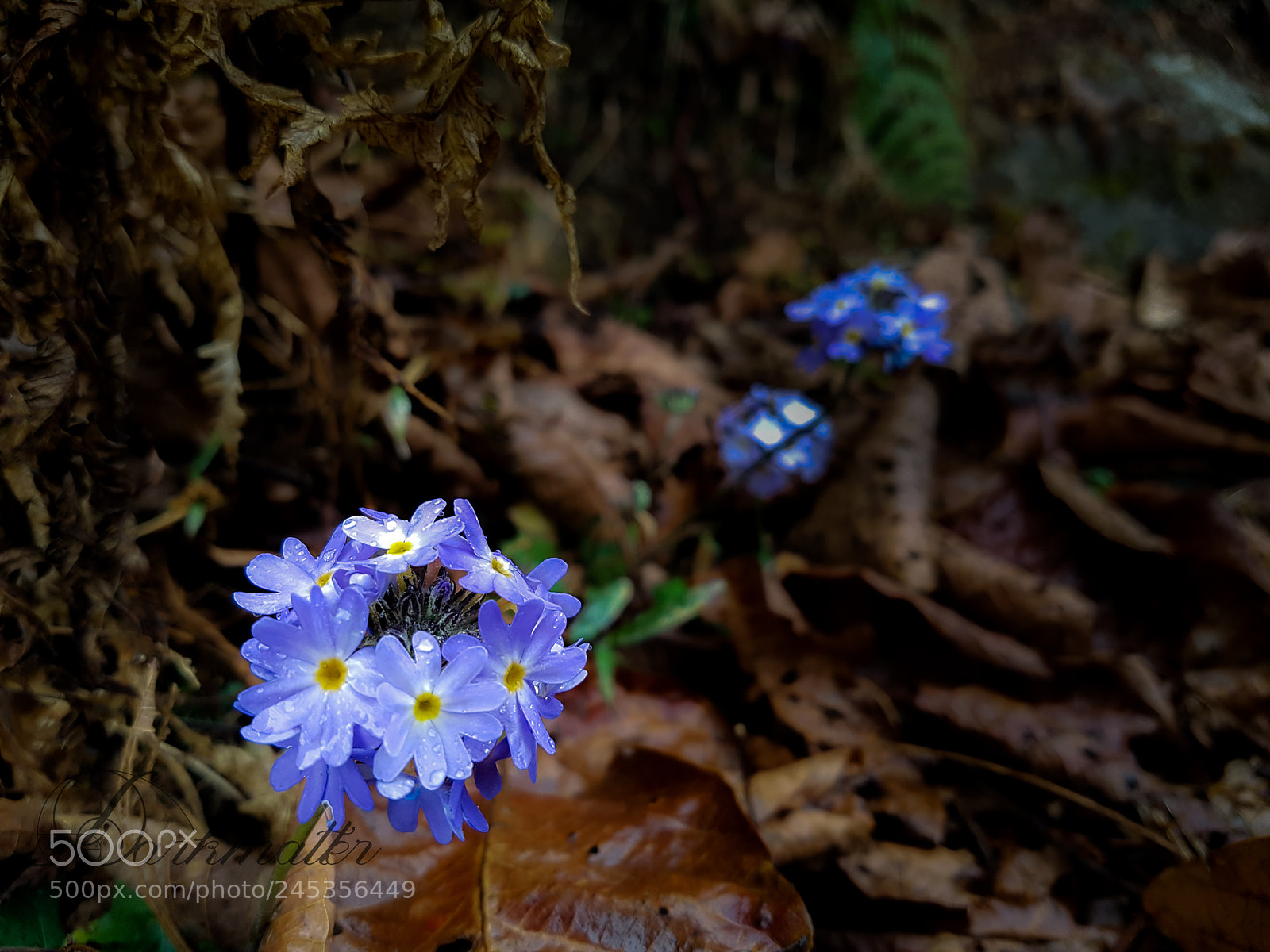 Samsung Galaxy S7 sample photo. Blue love photography