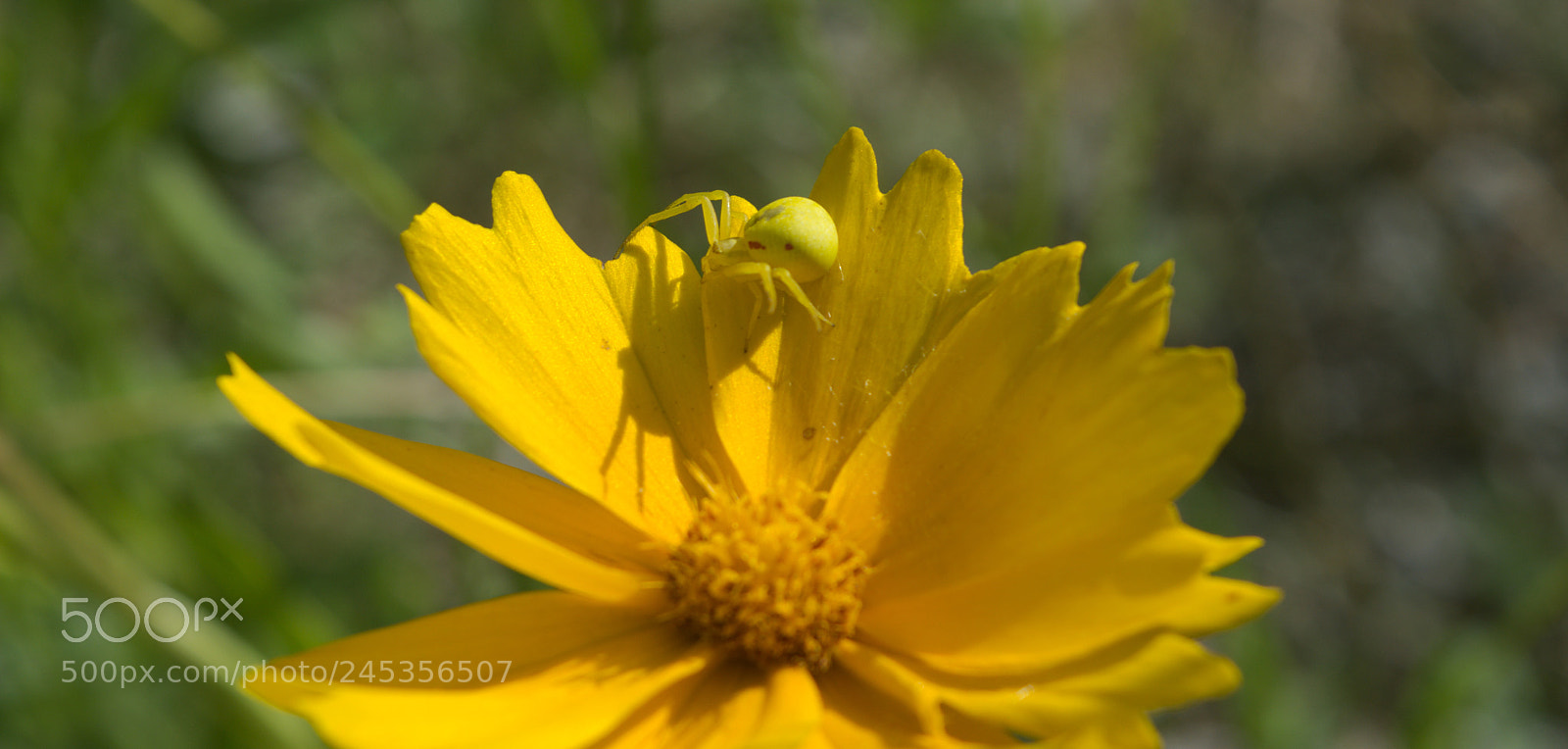 Nikon D5200 sample photo. Pajączek2 photography