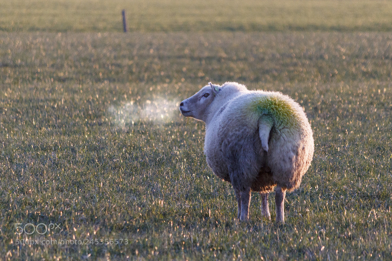 Canon EOS 550D (EOS Rebel T2i / EOS Kiss X4) sample photo. Smoking sheep photography