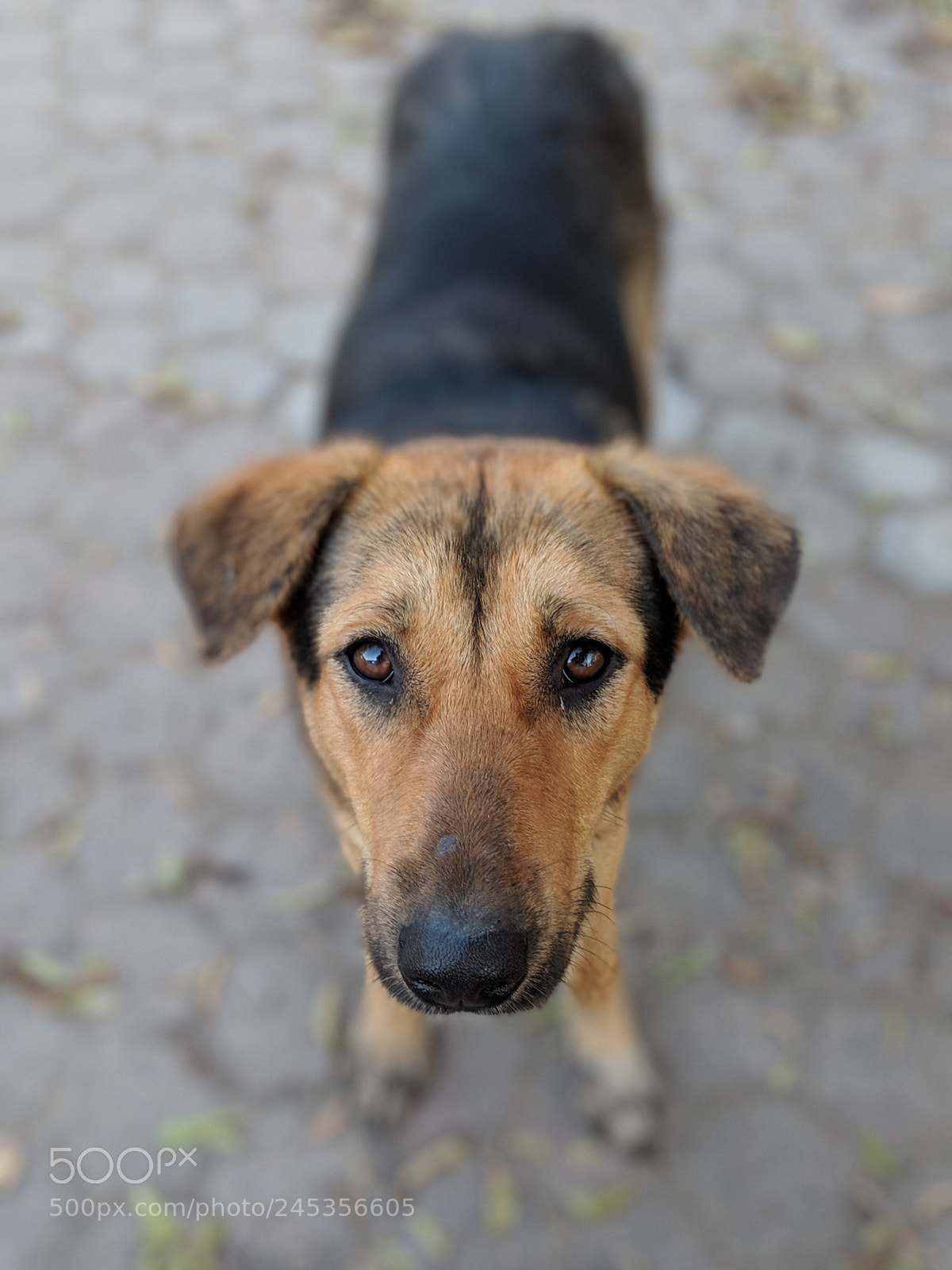 Google Pixel 2 XL sample photo. Curious dog photography
