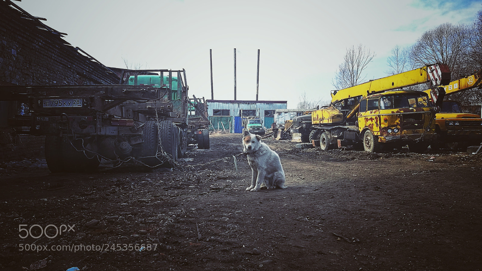 HUAWEI P9 sample photo. Dark dog cry photography