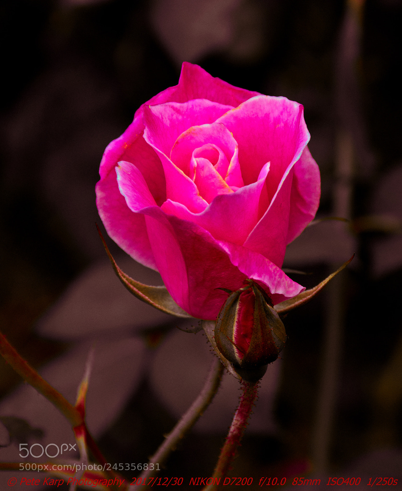 Nikon D7200 sample photo. Pink rose at queen photography
