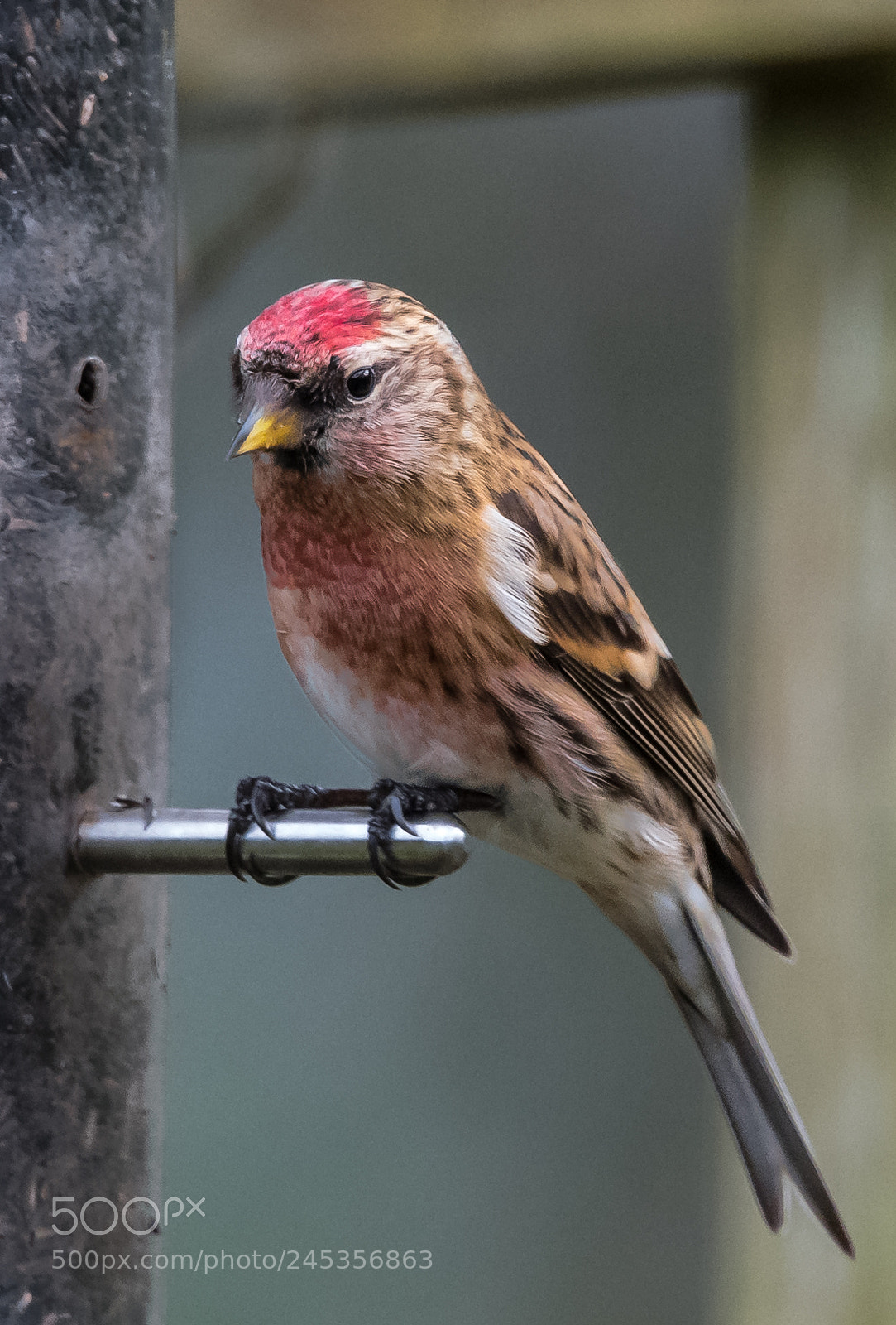 Nikon D850 sample photo. Male lesser redpoll photography