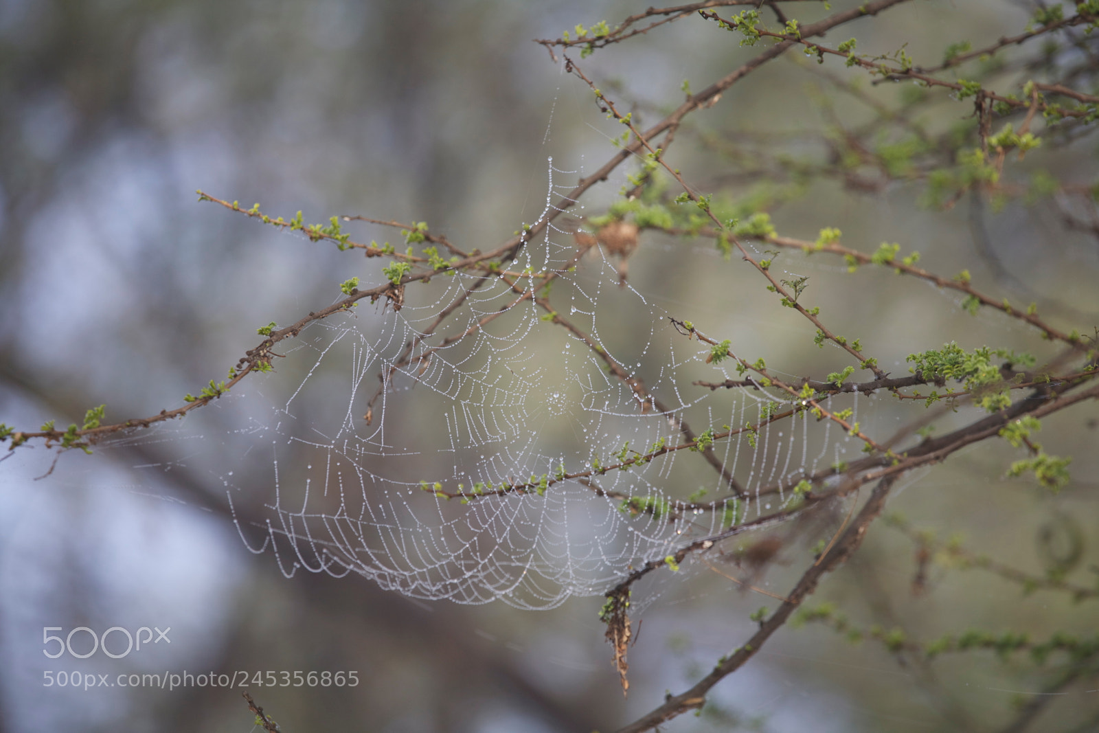 Canon EOS 5D sample photo. Broken web? photography
