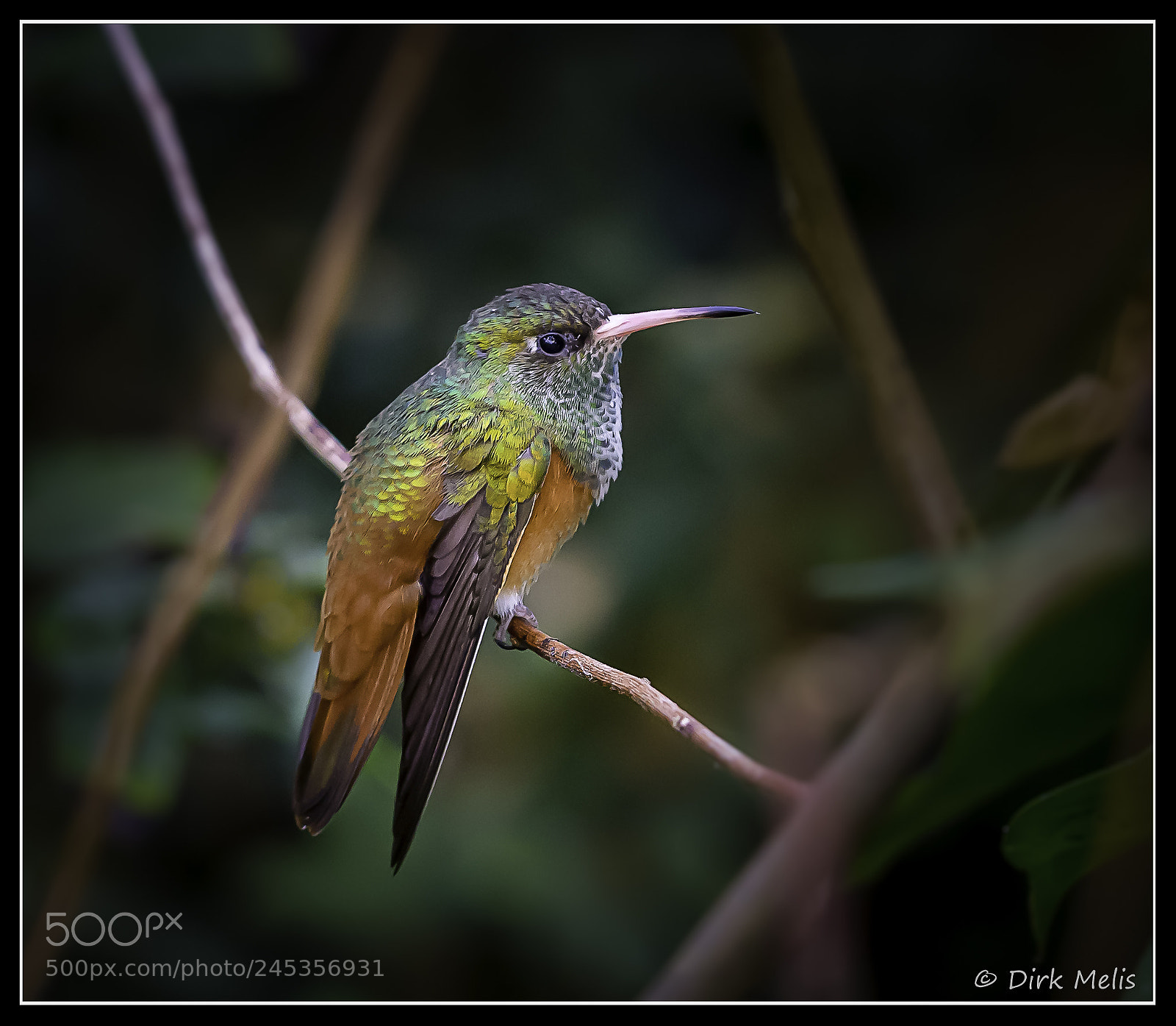 Canon EOS 60D sample photo. Hummingbird photography
