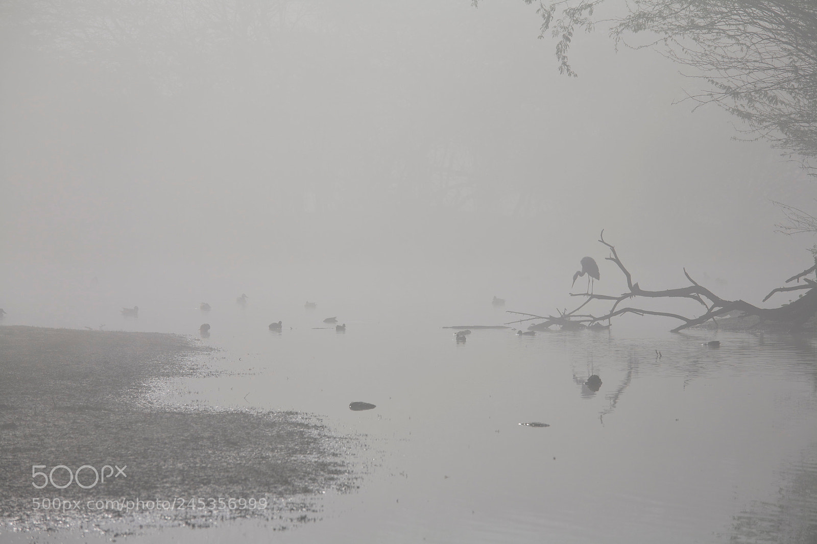 Canon EOS 5D sample photo. Misty predawn photography