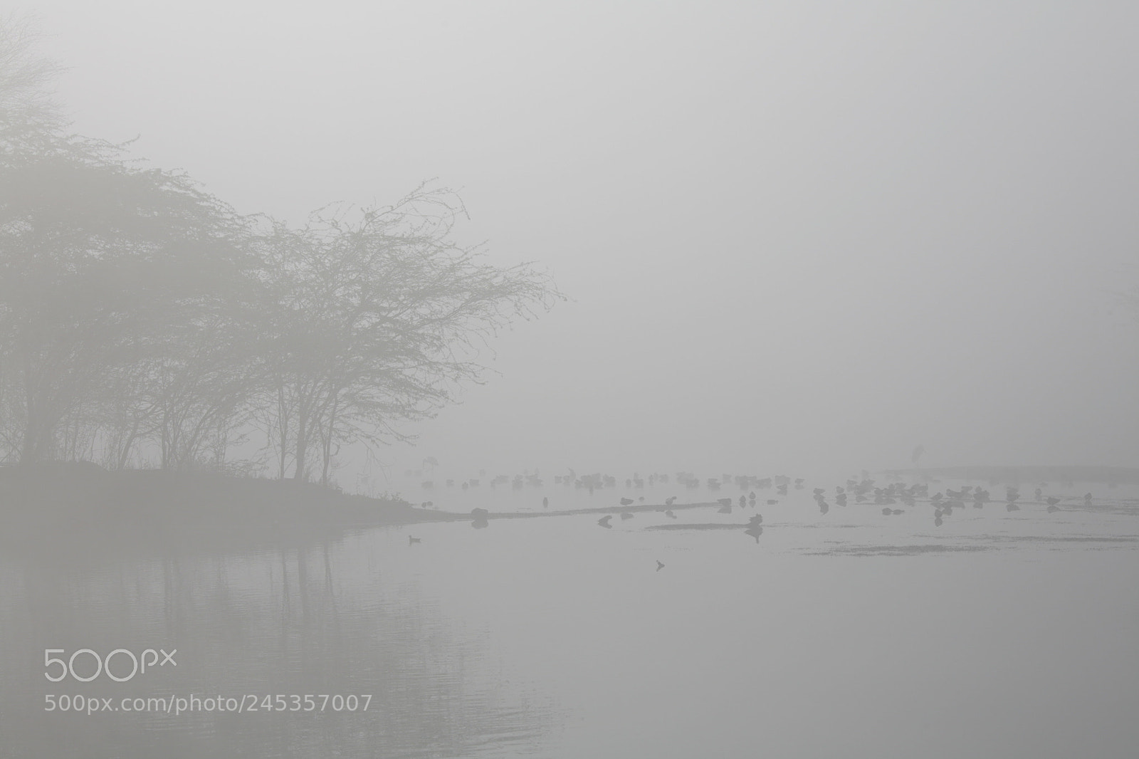 Canon EOS 5D sample photo. Through the fog photography