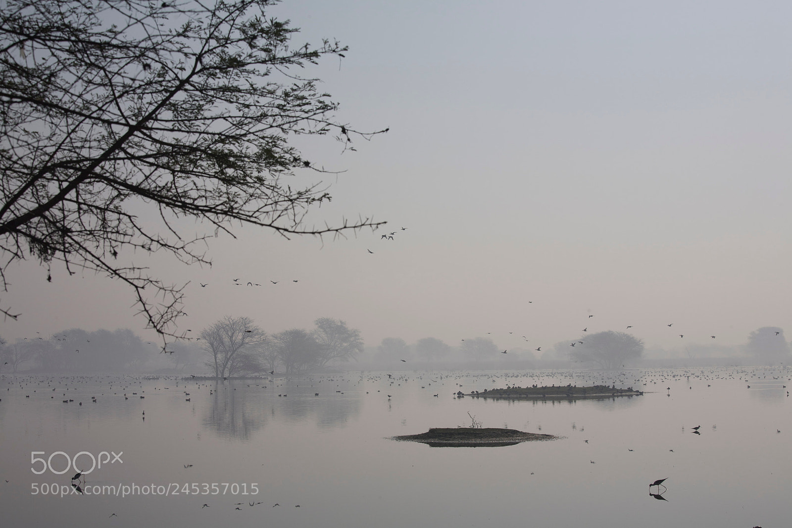 Canon EOS 5D sample photo. Misty predawn photography