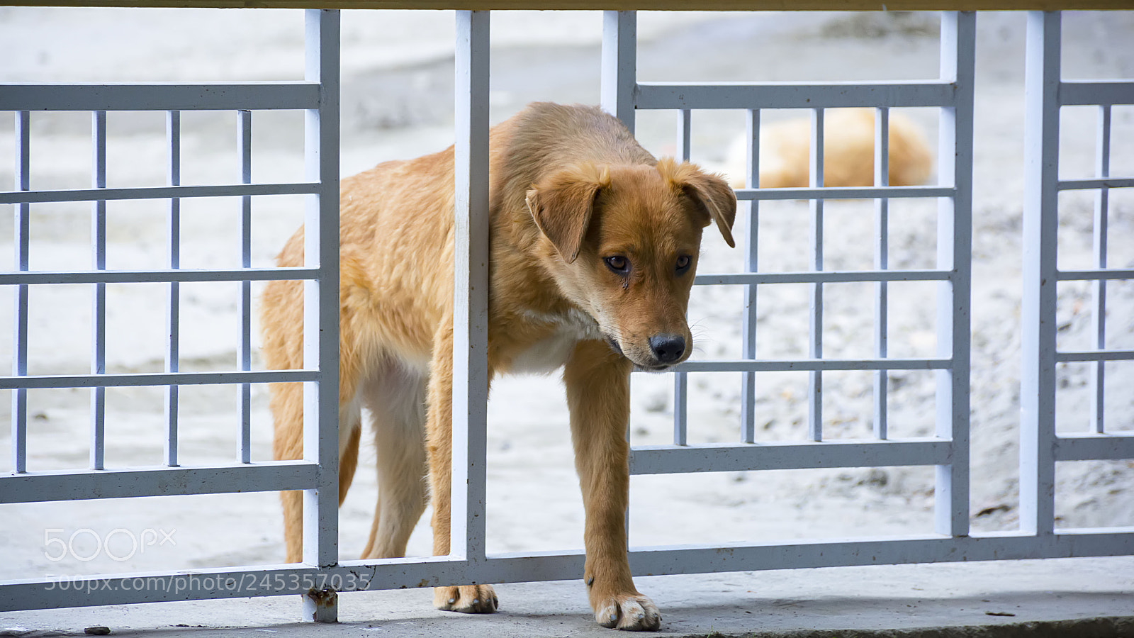 Nikon D7100 sample photo. Dog photography