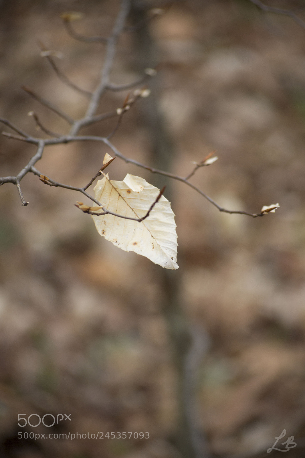 Nikon D3100 sample photo. Hanging on photography