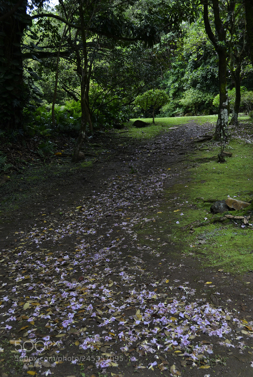 Nikon D3100 sample photo. Follow me photography
