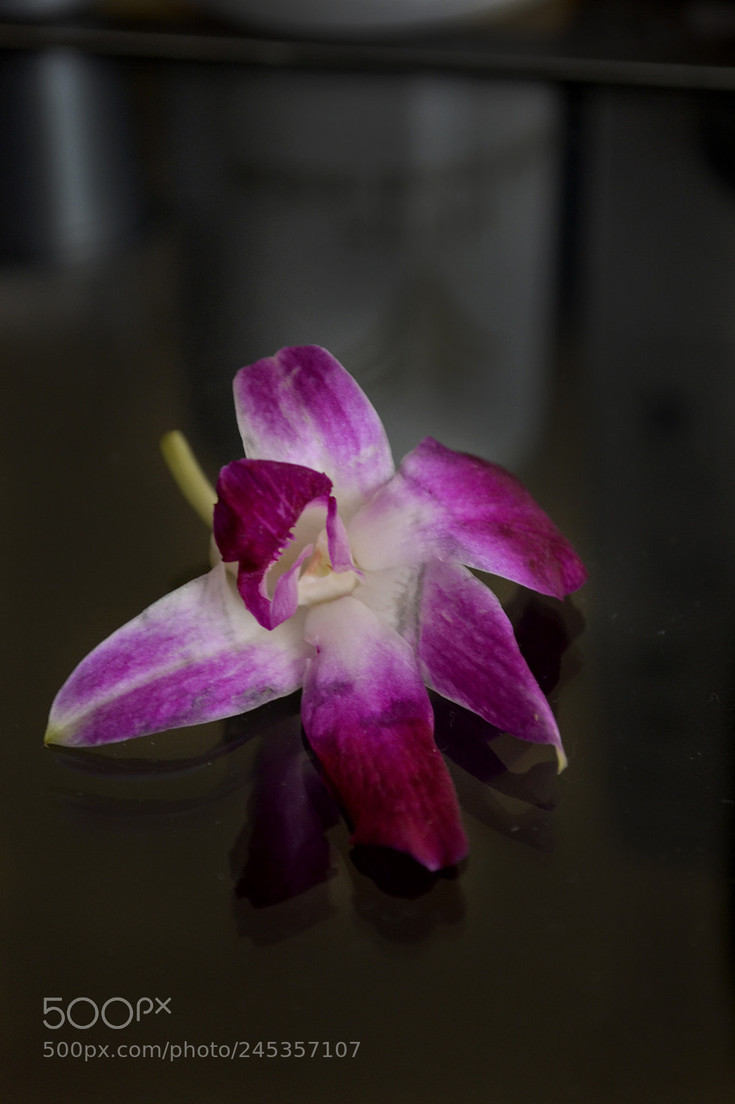 Nikon D3100 sample photo. Alone photography