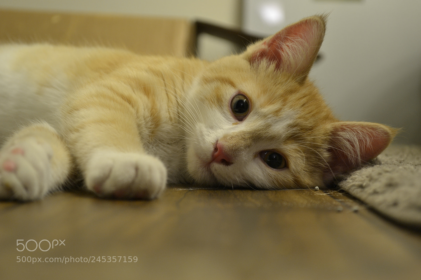 Nikon D3100 sample photo. Sad eyes photography