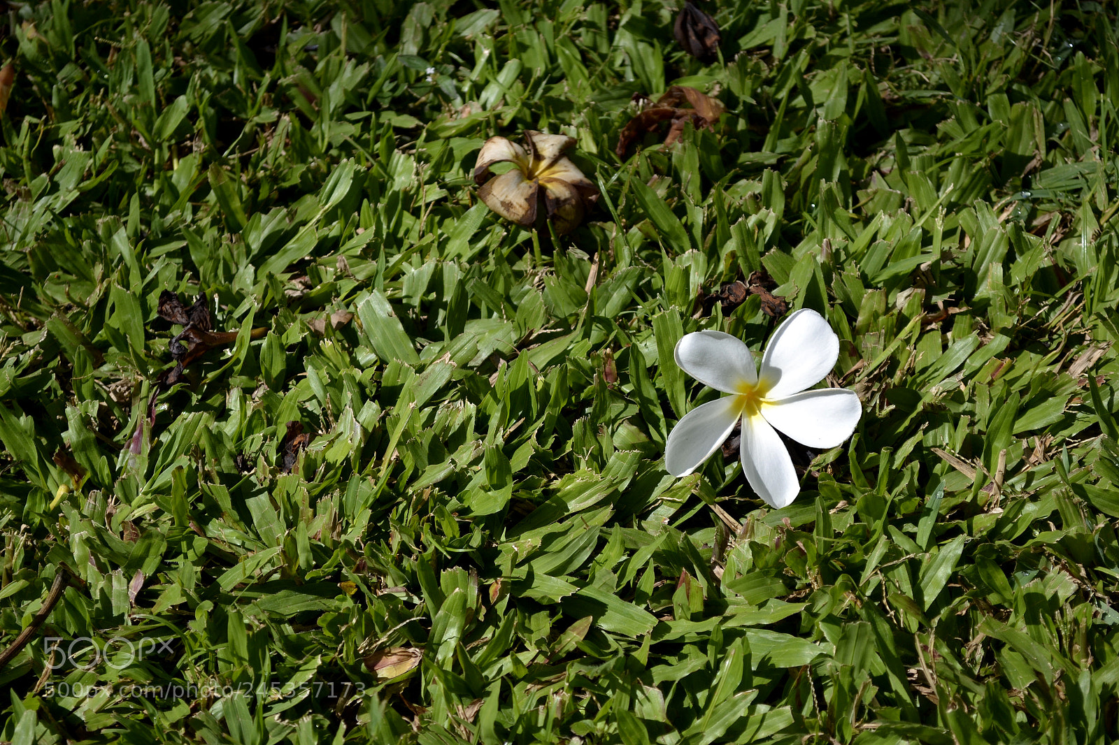 Nikon D3100 sample photo. Dead or alive? photography