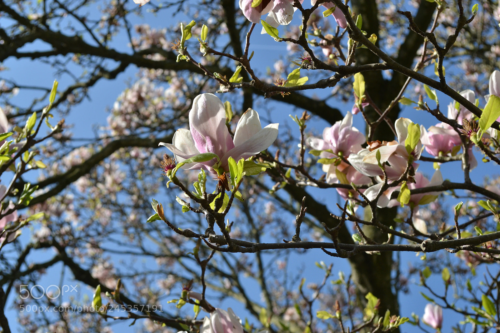 Nikon D3100 sample photo. Spring days photography