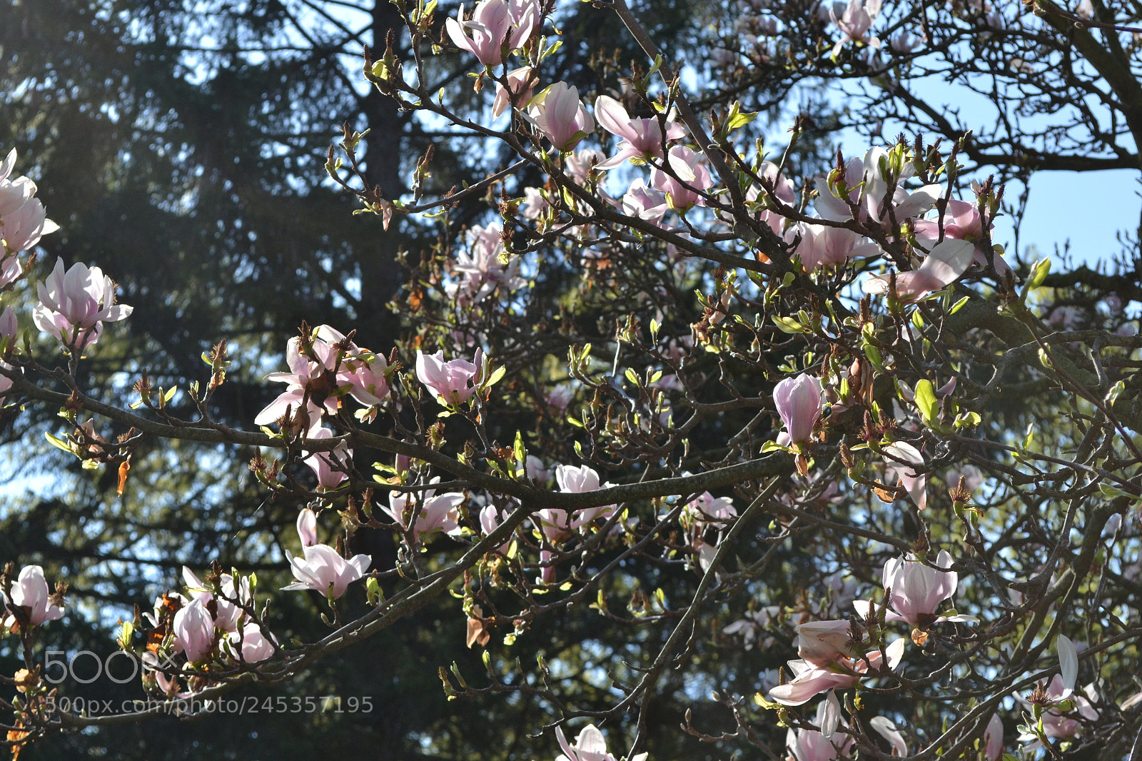 Nikon D3100 sample photo. Faded flowers photography