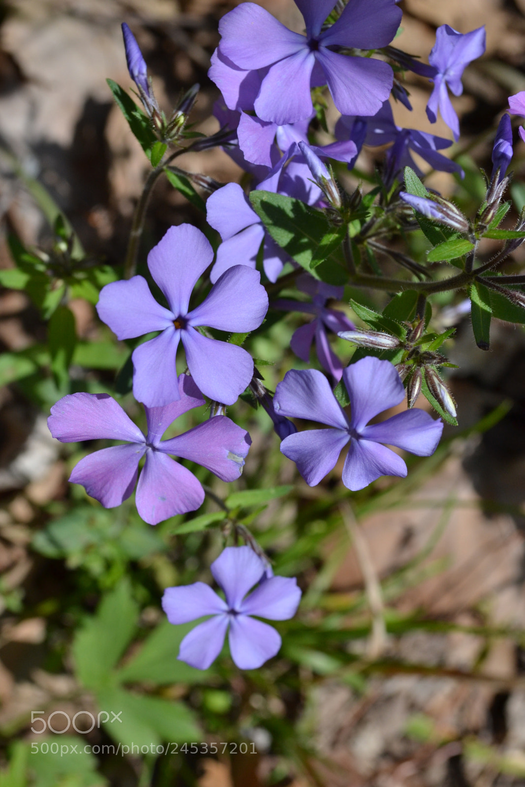 Nikon D3100 sample photo. In bloom photography