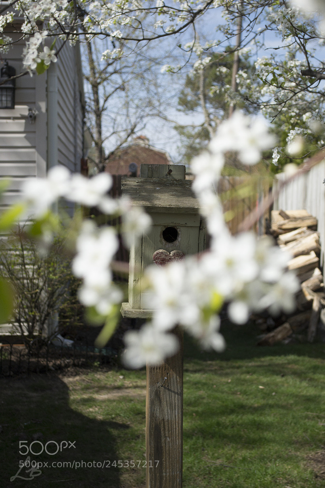 Nikon D3100 sample photo. Bird home photography