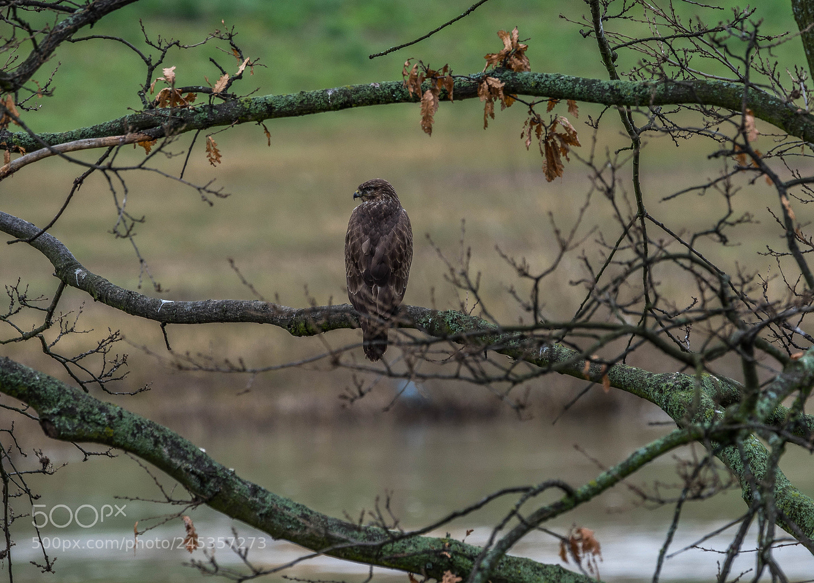 Sony a7R sample photo. Leben am neckar photography